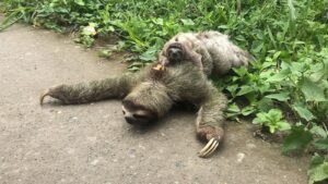 Bicho-preguiça com filhote é resgatada perto de rodovia em Pedro de Toledo