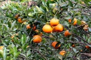 November, December and January are the best time to visit Sitong to see oranges. During this time, the trees remain full of oranges. The orange harves