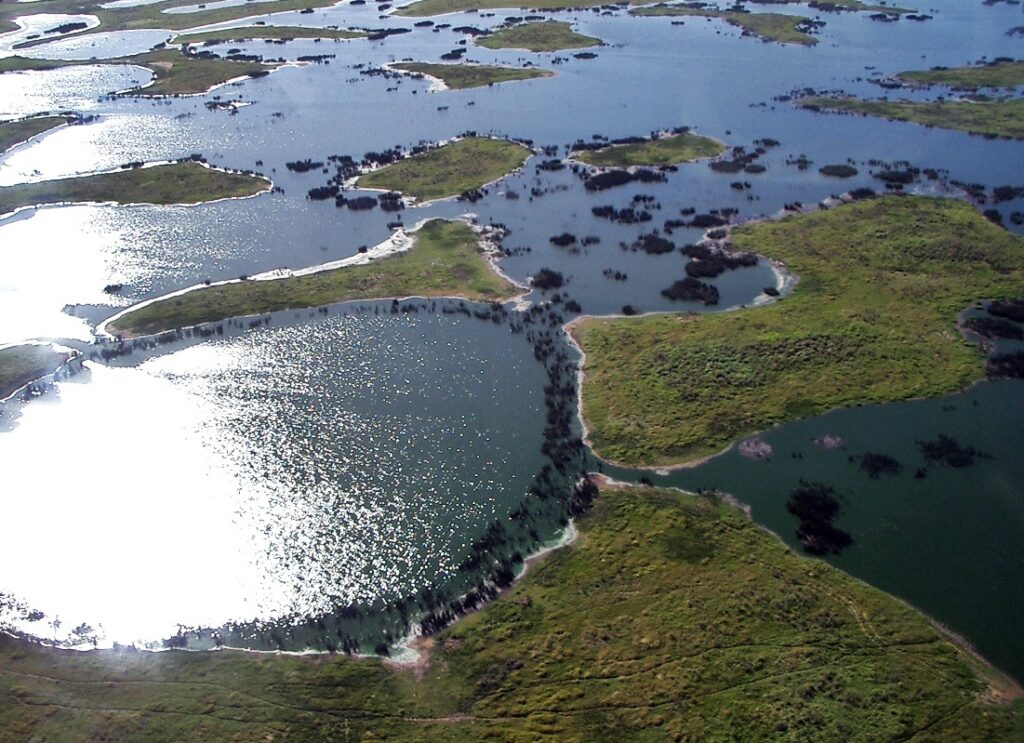 Onça-pintada: GPS revela corredores entre populações em 11 países Pantanal